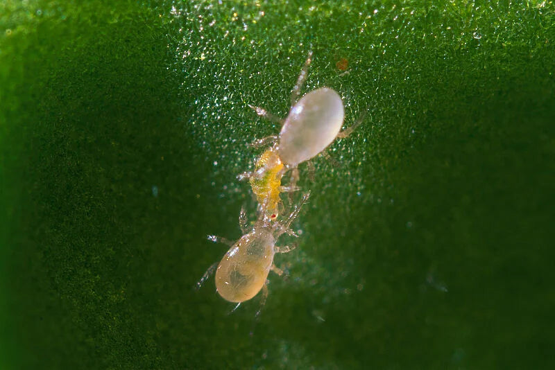 Swirski-Mite, Bottle, Amblyseius swirskii