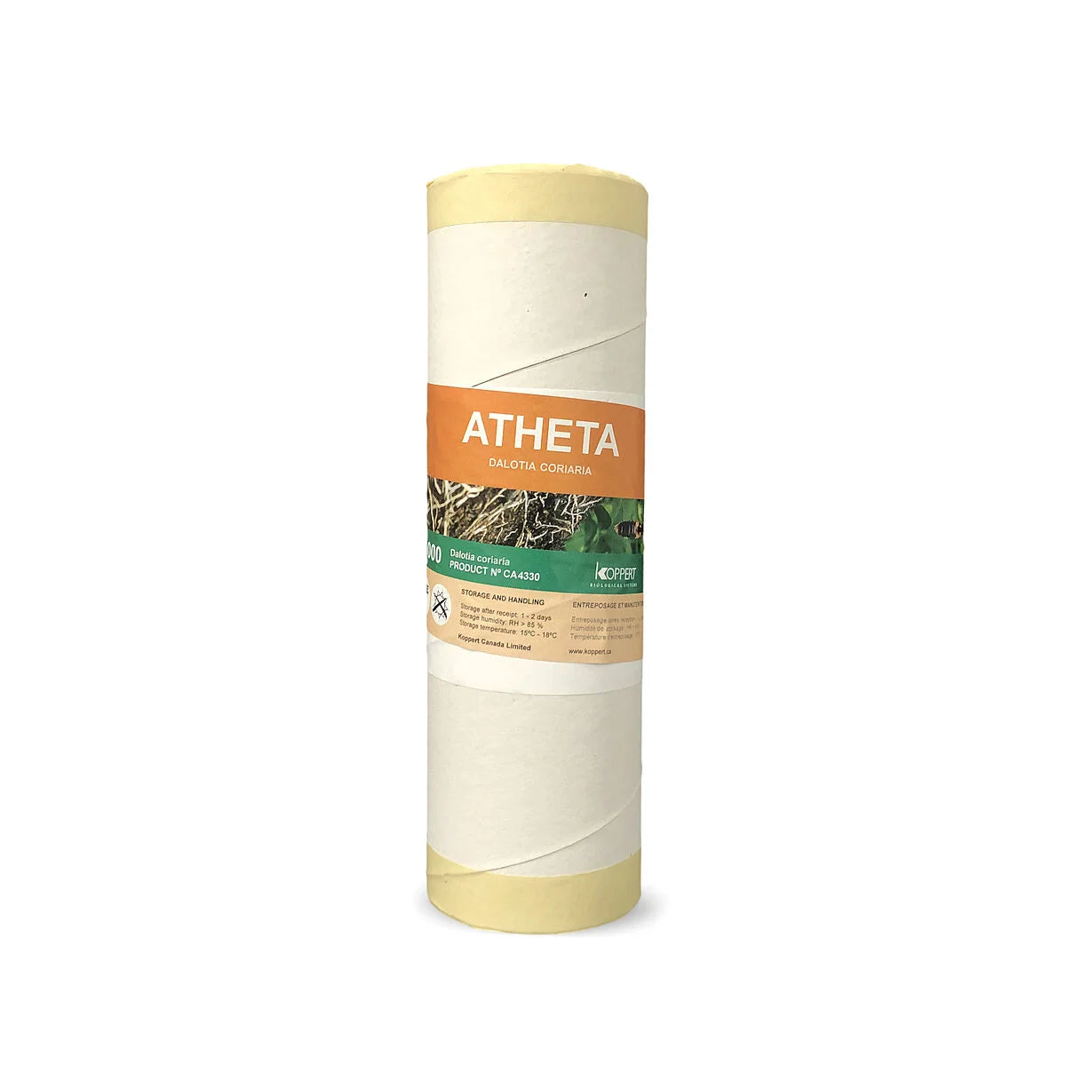 Atheta, Dolatia coriaria