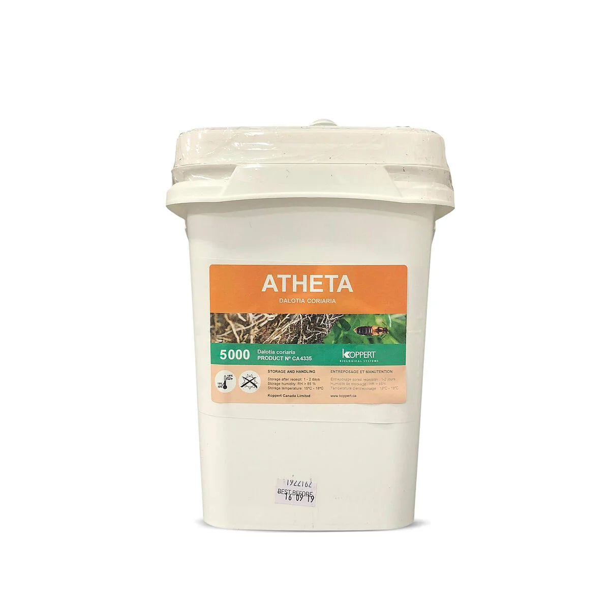 Atheta, Dolatia coriaria
