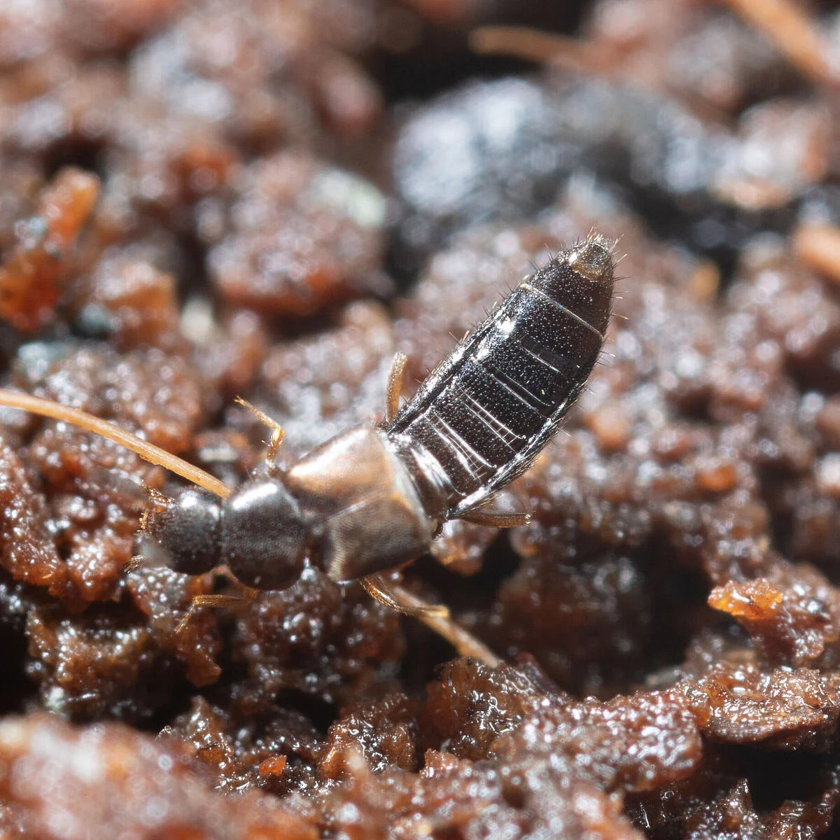 Atheta, Dolatia coriaria