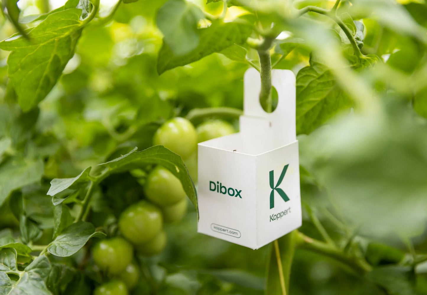 Koppert Dibox, Hanging Cardboard Application Device