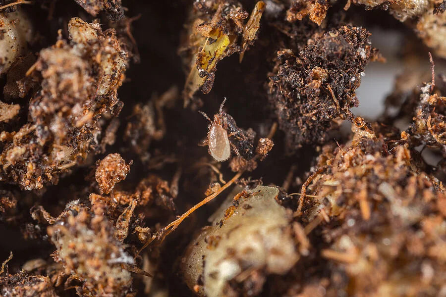 Entomite-M, Stratiolaelaps scimitus