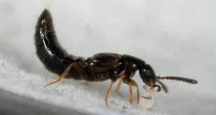 Atheta, Dolatia coriaria