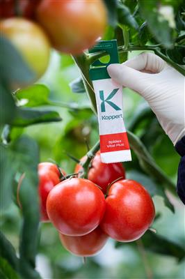 Spidex Vital Plus, Sachets, Phytoseiulus persimilis
