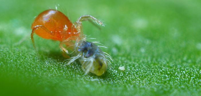 Spidex Vital Bottle, Phytoseiulus persimilis