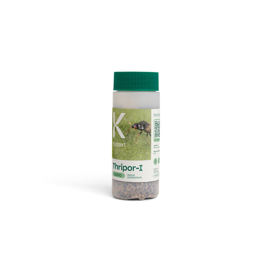 Thripor-I, 1,000 count Bottle, Orius insidiosus