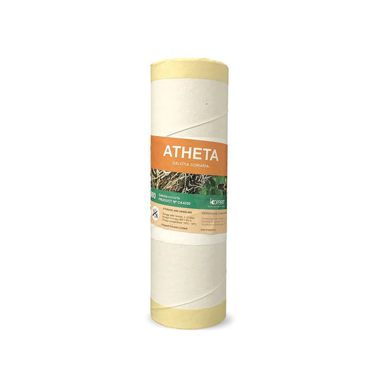 Atheta, Dolatia coriaria