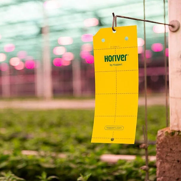 Sticky Traps, Yellow, Horiver