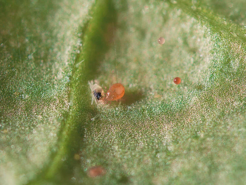 Spical, Predatory Mites, 25,000 count, Neoseiulus californicus