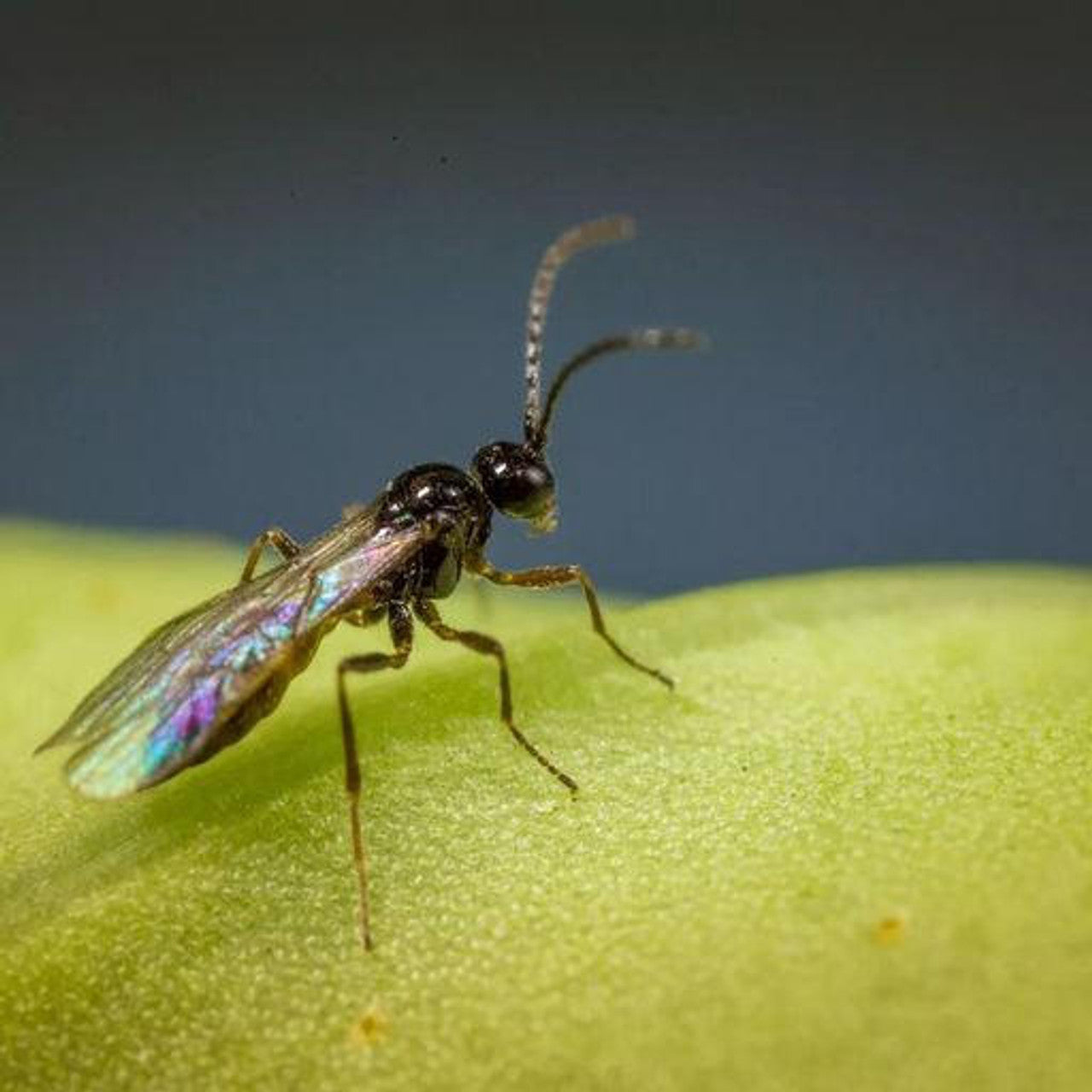 Aphipar-M Bottle, Aphidius matricariae