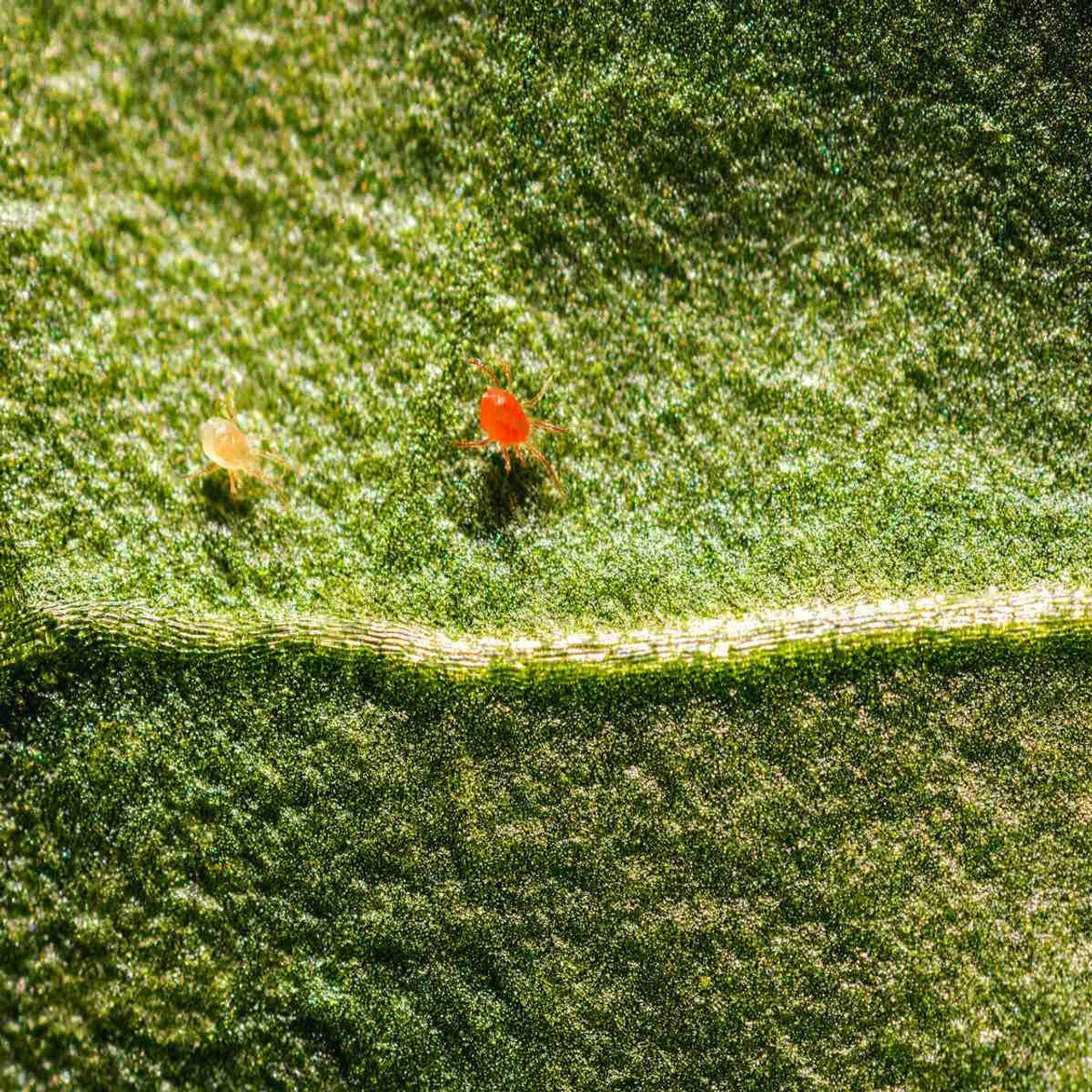 Spidex Vital Bottle, Phytoseiulus persimilis